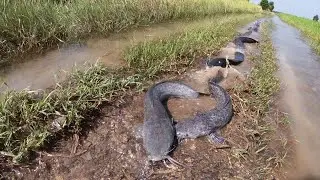 Catfish Invasion! Road Full of Fish After Flood 🌊🐟
