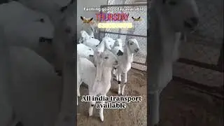 farming male goat all india transport free aaj hi coll kare 6350565015