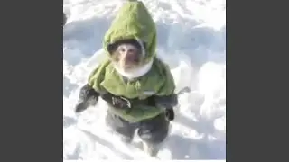 funee monkee gif