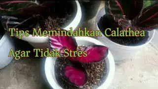 tips memindahkan calatea agar tidak stres