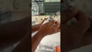 Bro ന്റെ പ്രാവും കൂട്ടിലെ വിശേഷങ്ങൾ 🪽