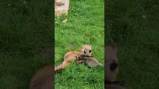 Fox Training Session: Hezbollah Shows Israel How to Spar!