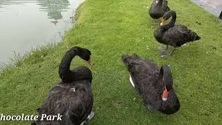 Birds Happy Geese in Chocolate Park / Media Mix Animal