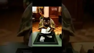 #cat #cotillotortillo #cash #like