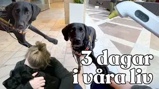 ASSISTANSHUNDSVLOGG | 3 dagar hemma själv med min assistanshund | Kroniskt sjuk