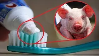 Things You WON'T BELIEVE Contain Animal Products