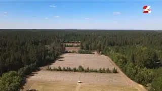 Семей орманы: өрттен кейін қандай жұмыс атқарылды? Қауіпсіздік артты ма? | Таза Қазақстан