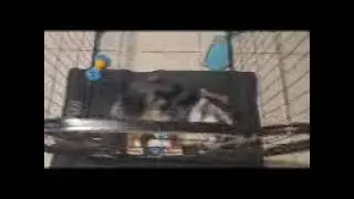 My dog Starkey sadly has breathing problems like me, Osa, sleep apnea...