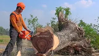 Anticipating Disasters..!! Execution of 2 old rain trees on the roadside