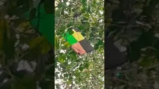 #dream #kite #fly high #in sky #clean weather☀️#dim light #trending #latest #song #new