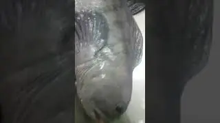 More Of Wolf Fish
