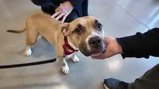 Abandoned dog left outside animal shelter in the middle of the night