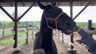 Nilus - the horse and his friends /4K/