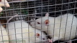 White Mouse | White Rat For Sale at Galiff Street | Kolkata | Largest Pet Market |