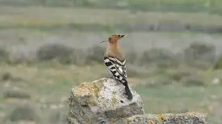 Hoopoe singing 140418