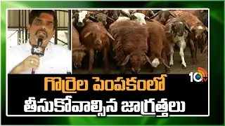 Sheep Farming | ప్రస్తుతం గొర్రెల పెంపకంలో తీసుకోవాల్సిన జాగ్రత్తలు | Matti Manishi | 10TV News