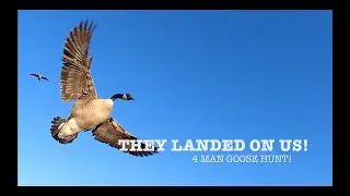 CLOSE QUARTERS GOOSE HUNT!! WITH BAND!!! | PA Goose Hunting 2022