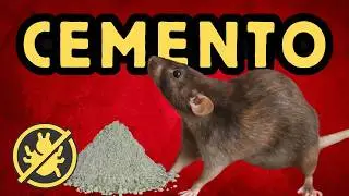 HAZ ESTO para ELIMINAR RATAS con CEMENTO