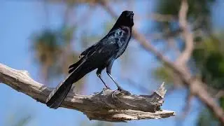 Boat-tailed Grackle - Call & Response