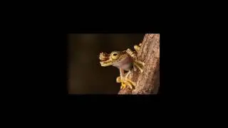 [Wikipedia] Santarem tree frog