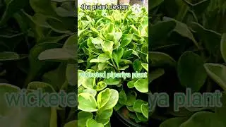 Pipriya plant variegated #garden #plants