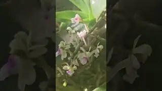 #Saccolabiopsis pusilla . #orchid. #plants.#С прошедшим и  наступающими праздниками ! 🎄 🎇🎆❄️☃️