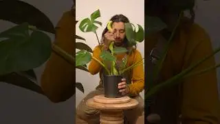 Staking your monstera #houseplants #plantcare #monstera #plants