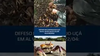 Caranguejo-u&ccedil;&aacute;: defeso come&ccedil;a em 18 de janeiro e pro&iacute;be captura e venda at&eacute; abril #CidadeAL