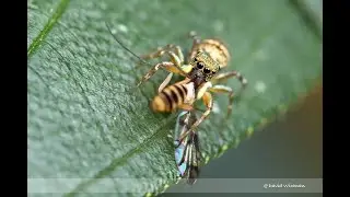 Cosmophasis Spider with its prey ( hoverfly )