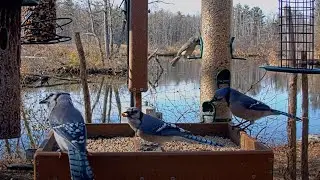 Busy Blue Jays Crowd The Platform Feeder In Sapsucker Woods &ndash; Nov. 19, 2024