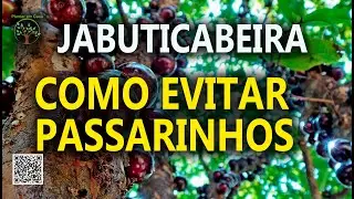 Jabuticaba em Casa como espantar Passarinhos do fruto