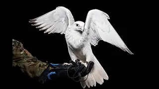Episode 39 Warrior Mindset with USAFA Falconers
