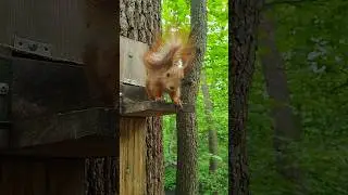 ещё есть? #squirrel #ок #эмоции #позитив #белки #nature #best #relax #lol #animals #лучшее #shorts