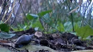Slow down. Relax with a snail. Look at nature.