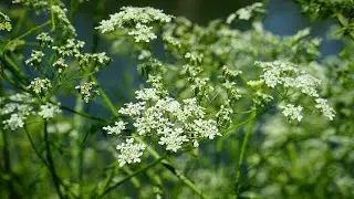 Hemlock water dropwort!#shorts