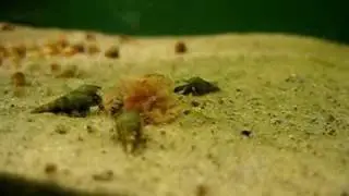 Anentome helena eating frenzy