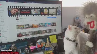 Cat Interrupts Monkey (Jack & Shumai)