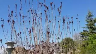 Samsung Galaxy S8 Video Sample