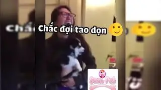 CH&Uacute; CH&Oacute; ALASKA H&Aacute;T SI&Ecirc;U CUTE #alaska #choalaska #dog #husky