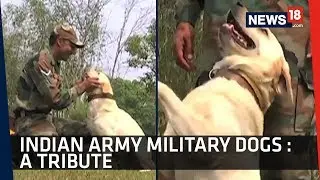 Watch | This Is How A Military Dog Is Trained In India