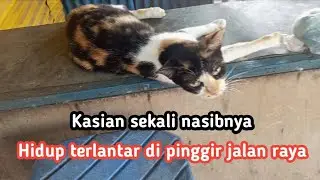 Malangnya nasib kucing jalanan