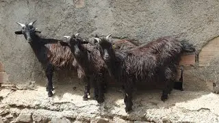 💚 La cabra SERRANA DE CALABRIA. Italia 🐐🐐🐐🐐