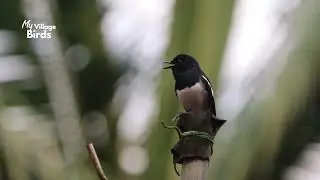 Bird Sounds Spectacular : Morning Bird Sound | Morning serenade of magpie robin | Wild birds