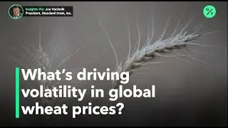 Global wheat prices up on dry weather in Black Sea region