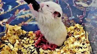 The mother hamster is very small. She has given birth to 6 cubs.