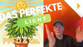 Das perfekte Licht: PPFD & DLI einfach erklärt für gesundes Wachstum