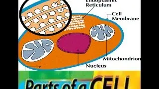 Cells in Human Body -Structure ,Parts,Function