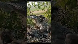 Silent Hunger #KiteBirds #NatureScenes #shorts