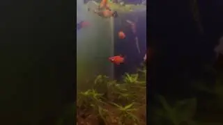 Most beautiful platy fish ever. #shorts #platy #platyfish 🐠