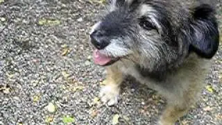 pinuccio &egrave; stato adottato